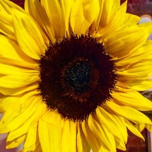 Meet your Posher, Dani